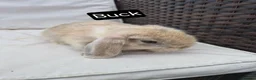 Mini Lop rabbits for sale: Mini Lop Baby Bunny - Lovely Temperament,  - Advert 1