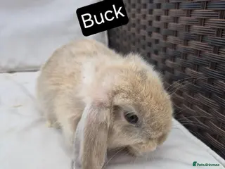 Mini Lop rabbits Mini Lop Baby Bunny - Lovely Temperament, - Advert 1