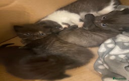 Mixed Breed cats for sale: Gorgeous Maine coon X blue kittens - Image 6