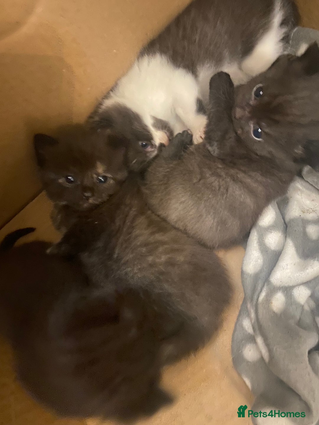 Mixed Breed cats for sale: Gorgeous Maine coon X blue kittens - Image 6