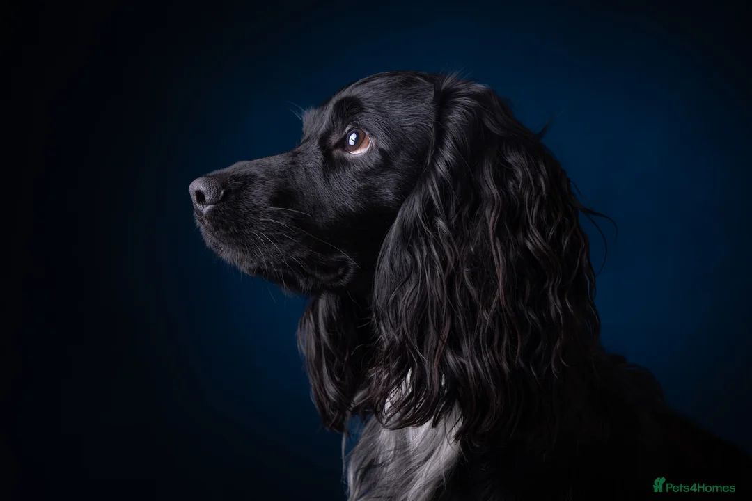 Cocker Spaniel dogs for stud: Working Cocker Spaniel-Proven Stud Available 🐾 - Advert 3