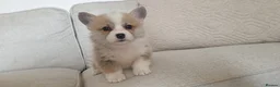 Welsh Corgi Pembroke dogs for sale: 8 Beautiful Kc Welsh Corgi puppies ready soon... - Advert 27