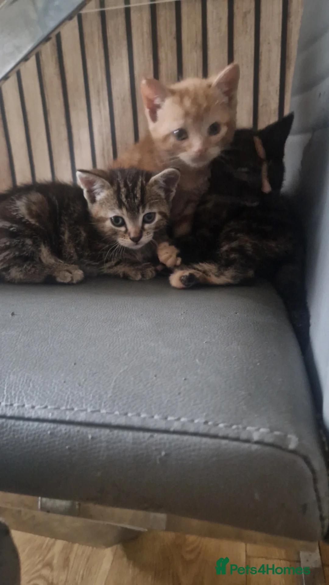 Mixed Breed cats for sale: Beautiful frendly kittens  - Advert 6
