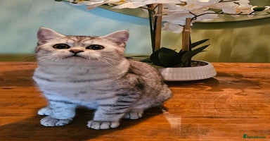 British Shorthair cats Pedigree British Shorthair Silver Kitten - Advert 14