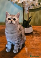 British Shorthair cats Pedigree British Shorthair Silver Kitten - Advert 8