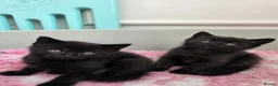 Mixed Breed cats for sale:  8 weeks old British short hair cross kittens  - Advert 4