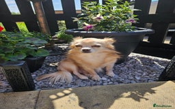 Chihuahua dogs for sale: 5 year old chihuahua  - Image 1