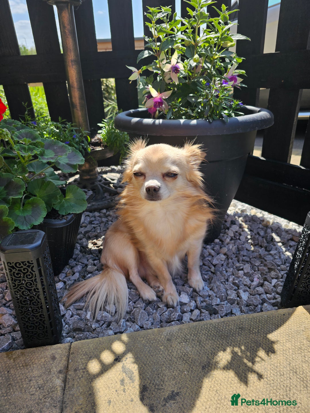Chihuahua dogs for sale: 5 year old chihuahua  - Image 1