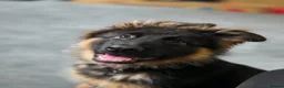 German Shepherd dogs for sale: Beautiful Black&Tan German Shepherd Male (Shadow) in Wellingborough - Advert 6