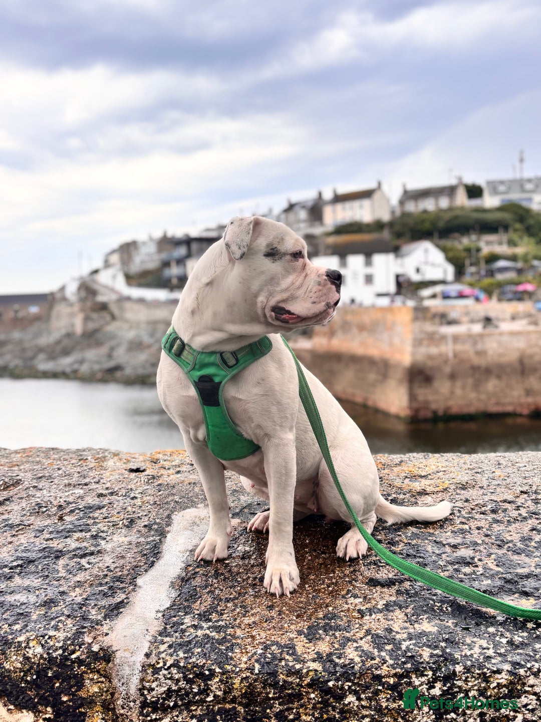 Mixed Breed dogs for sale: Dotty - Image 2