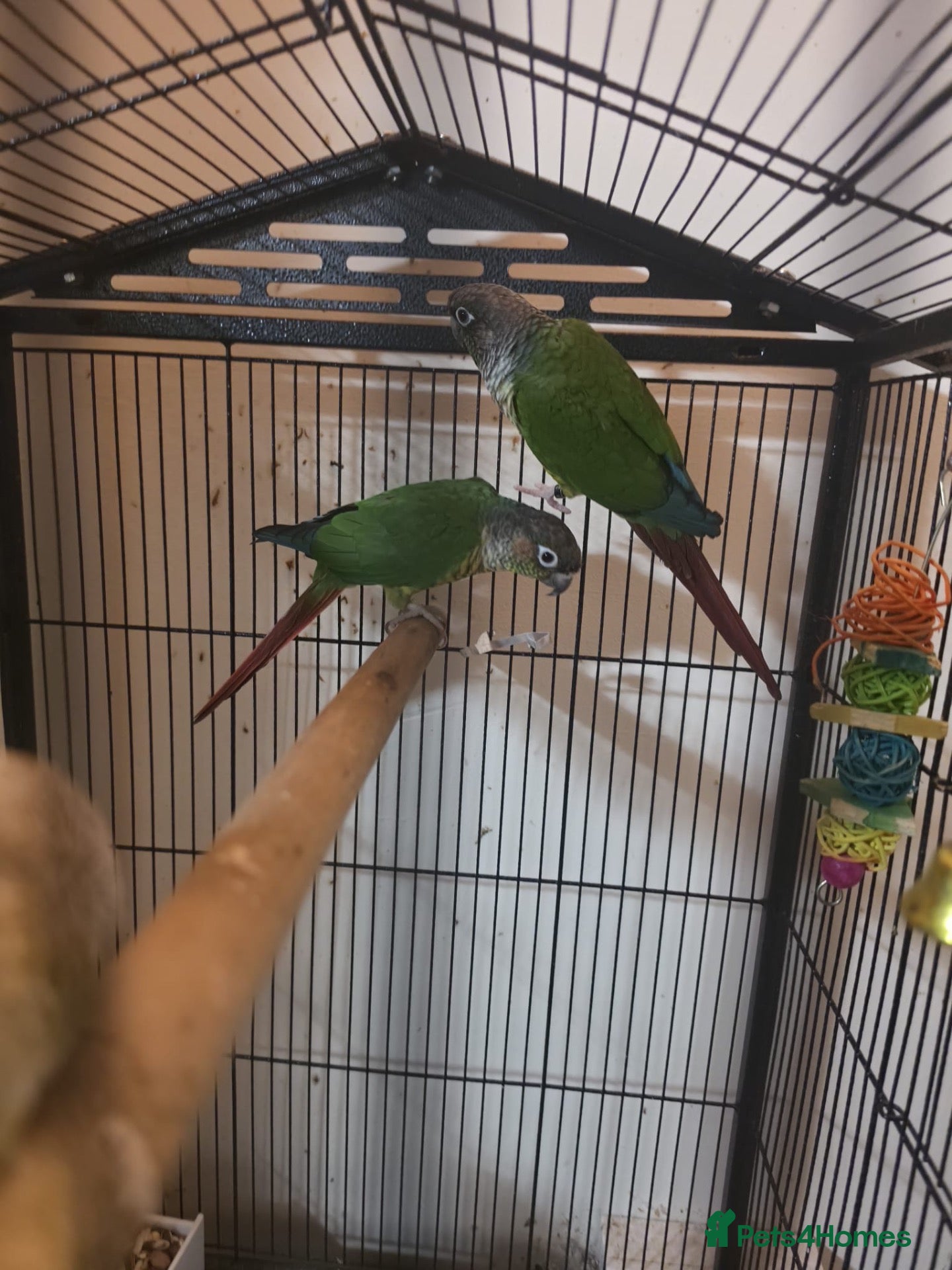 Conures birds Bonded Pair of Green Cheek Conures - Advert 3