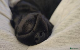 Labrador Retriever dogs for sale: KC Labrador Puppies – Ready 23rd August 🐾 - Image 4
