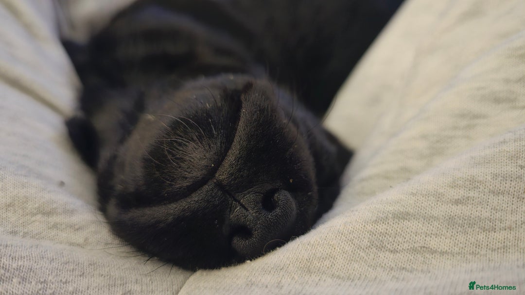 Labrador Retriever dogs for sale: KC Labrador Puppies – Ready 23rd August 🐾 - Image 4