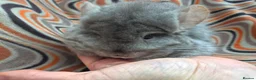 Chinchilla rodents for sale: Variety of chinchillas babys and adults - Advert 27