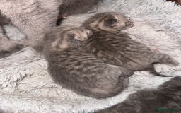 British Shorthair cats for sale: Gorgeous British short hair cross babies  - Image 2