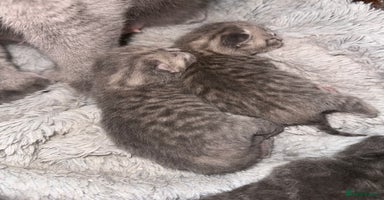 British Shorthair cats - Advert 1