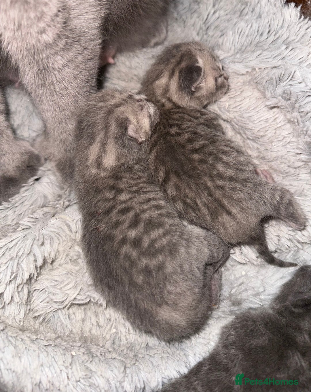 British Shorthair cats for sale: Gorgeous British short hair cross babies  - Image 2