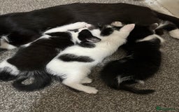 Mixed Breed cats for sale: Kittens  - Image 6