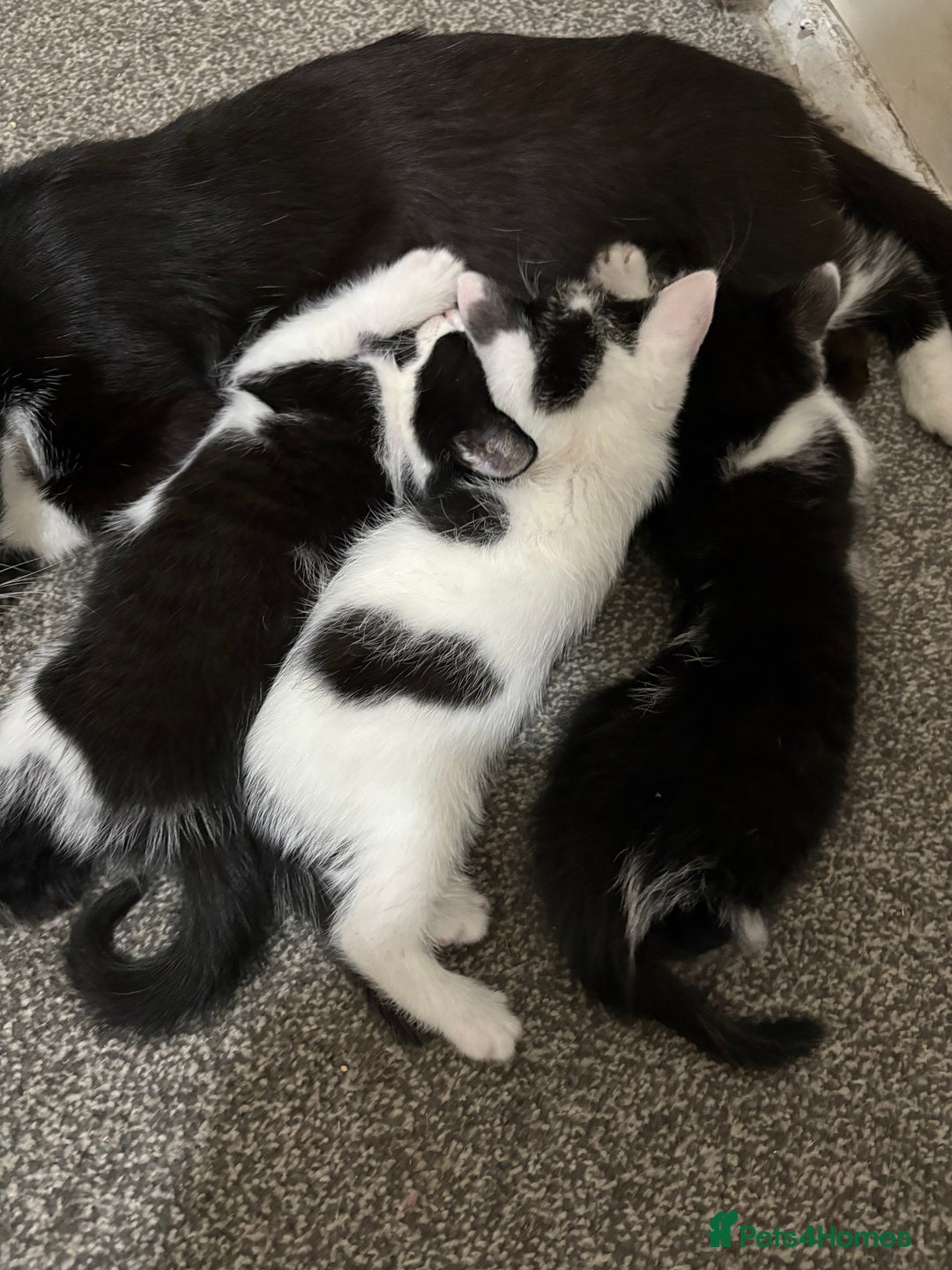 Mixed Breed cats for sale: Kittens  - Image 6