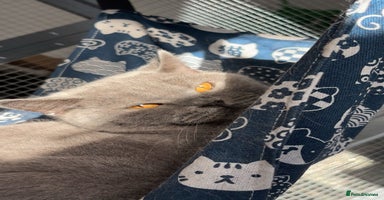 British Shorthair cats - Advert 13