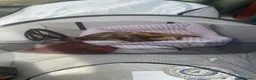 Oriental cats for sale: Oriental x Bengal kittens (Serengeti) in Chelmsford - Advert 8