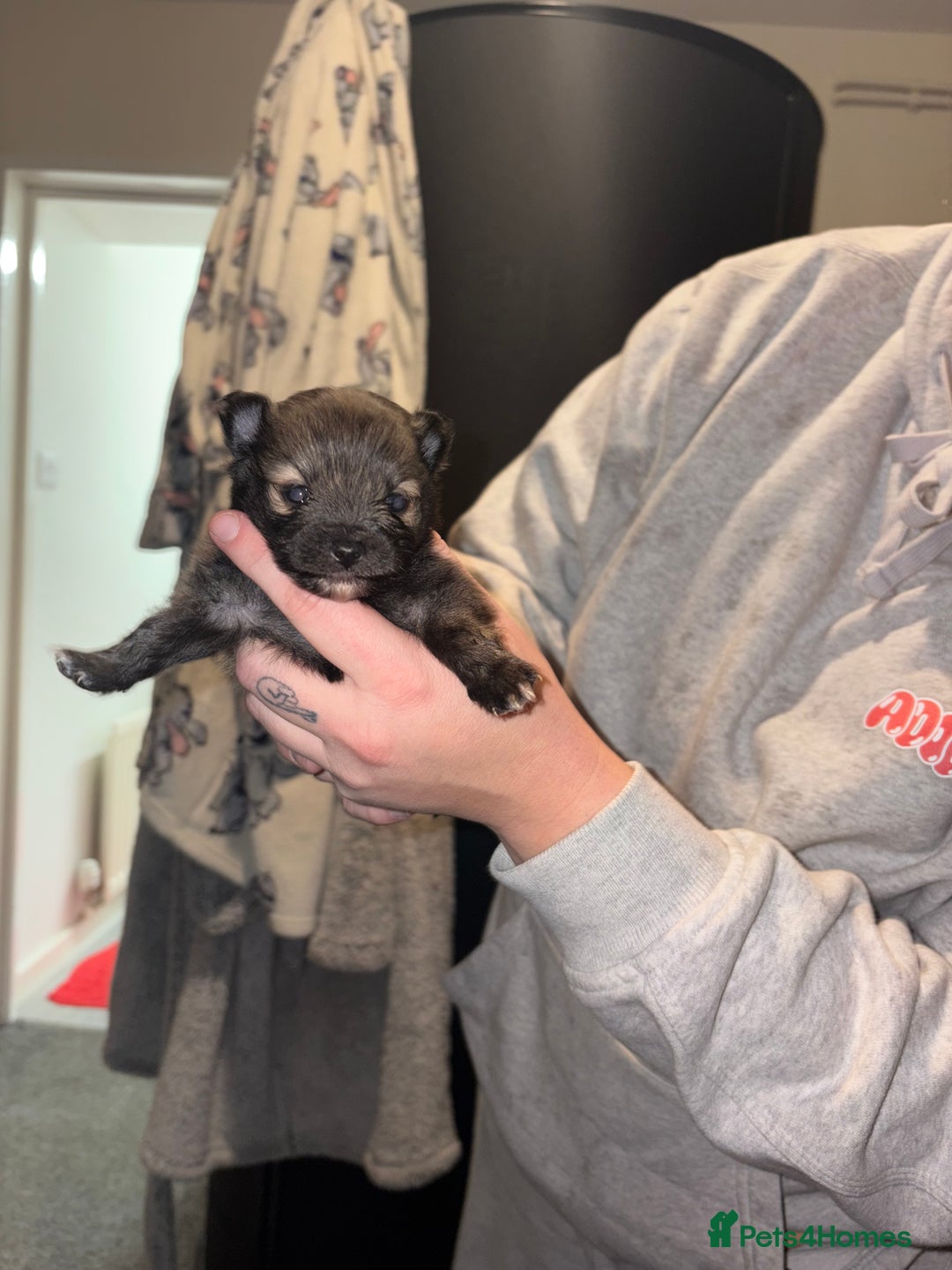 Pomeranian dogs for sale: Miniature Pomeranian puppies - Advert 6