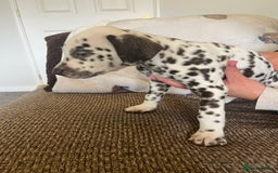 Dalmatian dogs for sale: Gorgeous Dalmatian Puppies - Image 15