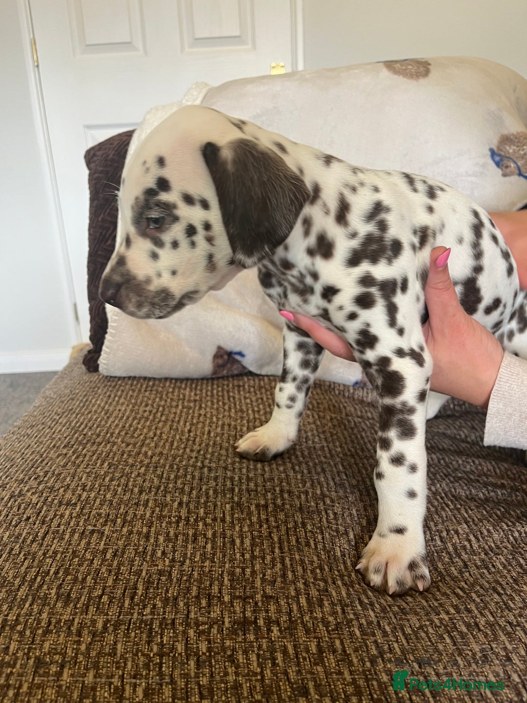 Dalmatian dogs for sale: Gorgeous Dalmatian Puppies - Image 15
