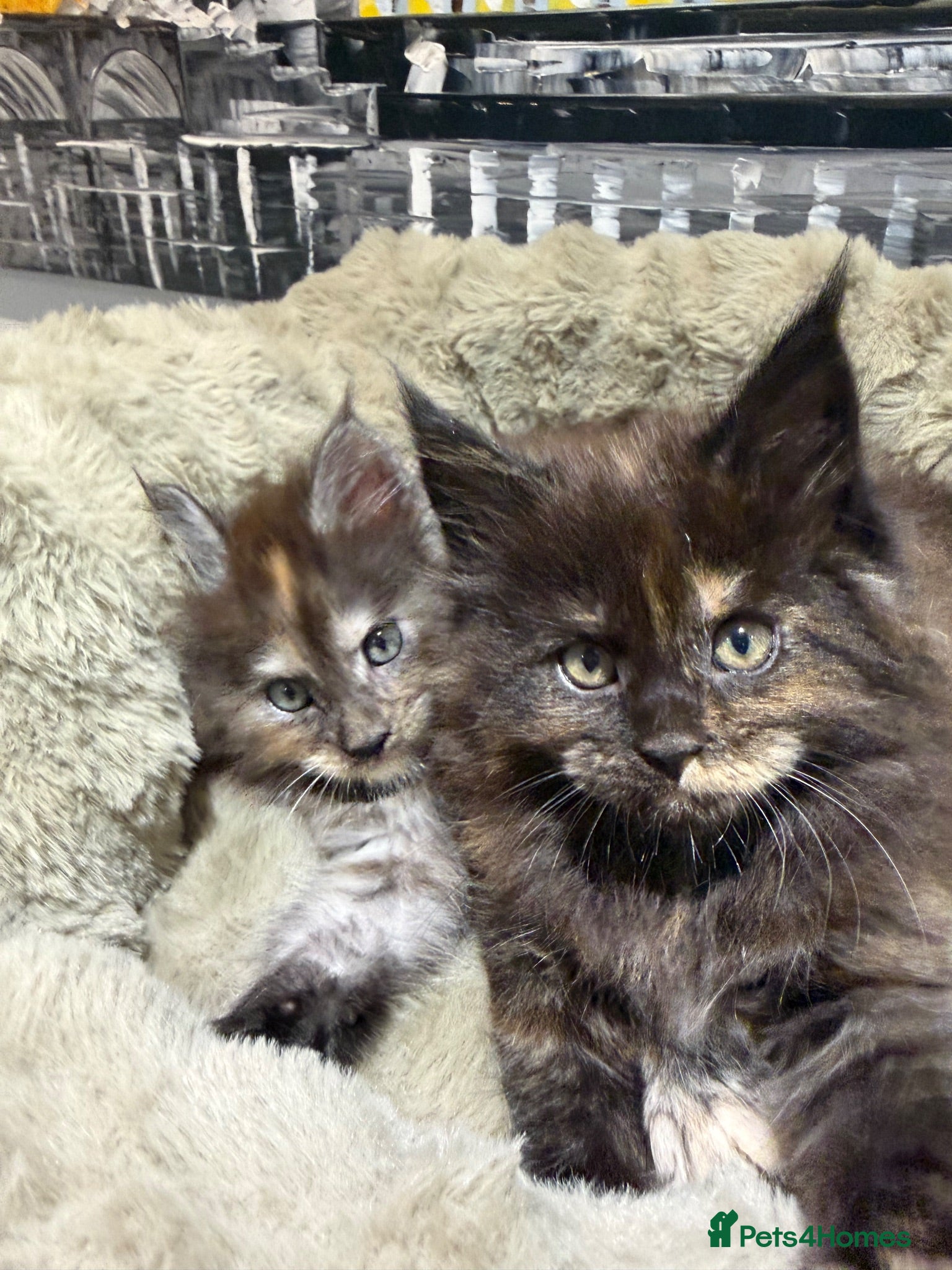 Maine Coon cats XL MAINE COON KITTENS UNIQUE COLOUR XL BLOODLINE - Advert 1