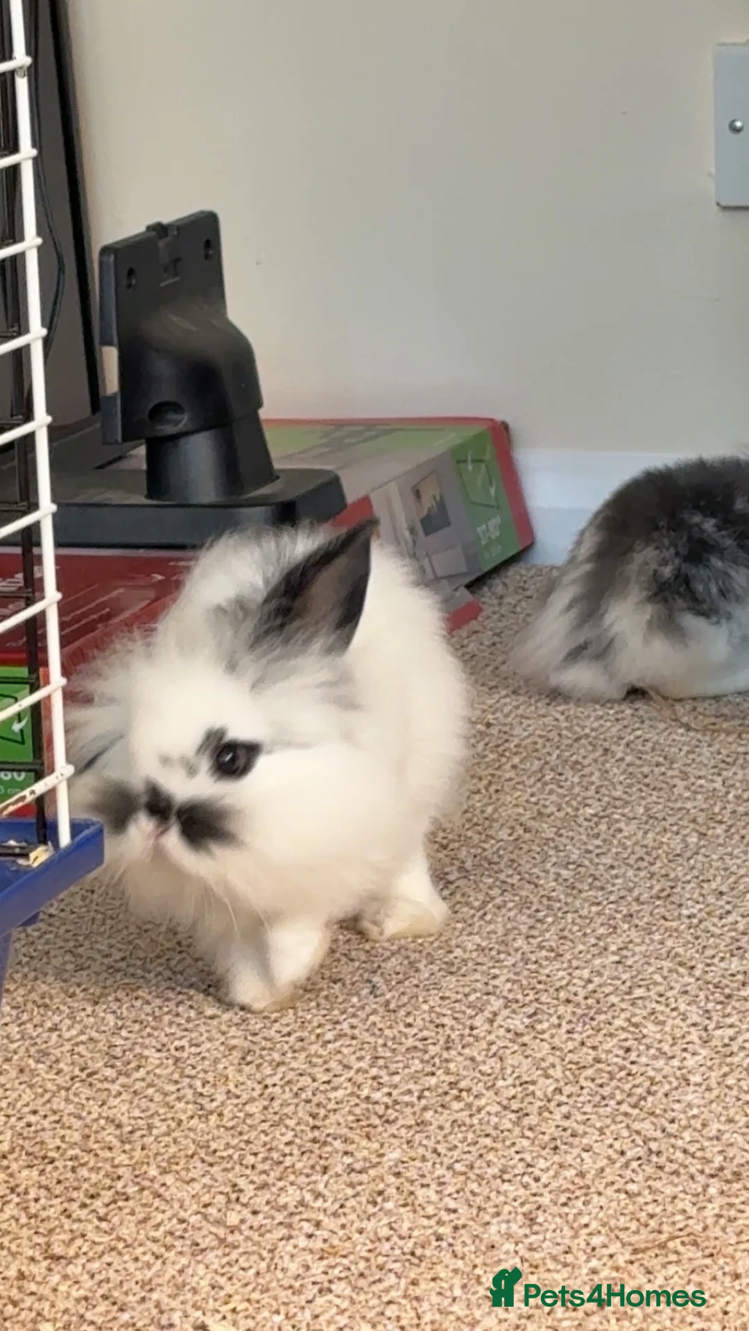 Mini Lion Lop rabbits for sale: Little boy ready for a new home! - Advert 2