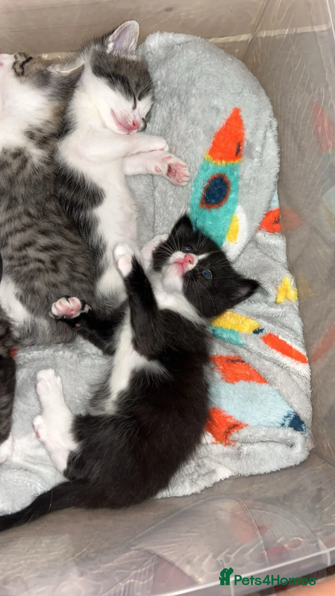 Perdoll cats for sale: Beautiful perdoll babies ❤️ - Advert 7