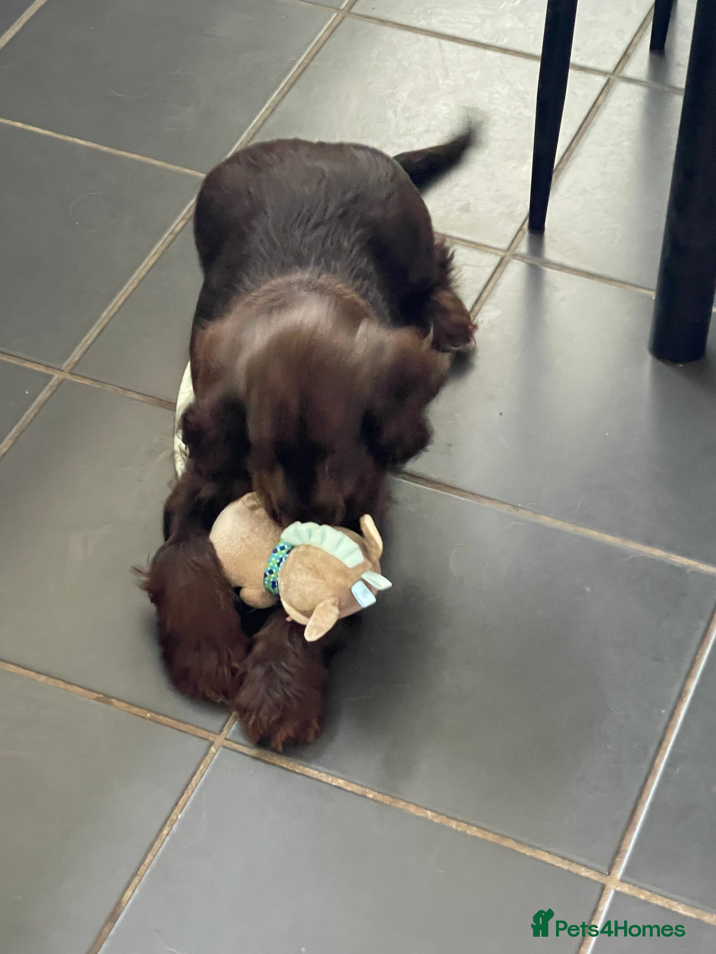 Cocker Spaniel dogs Beautiful Show type cocker  - Advert 1