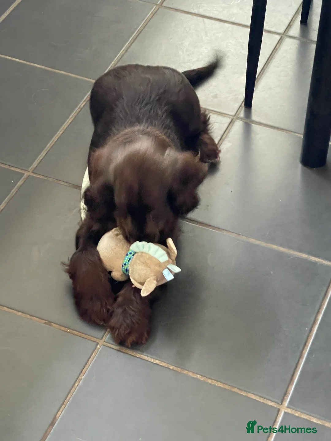 Cocker Spaniel dogs for sale: Beautiful Show type cocker  - Advert 1