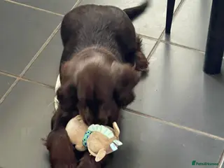 Cocker Spaniel dogs Beautiful Show type cocker - Advert 8