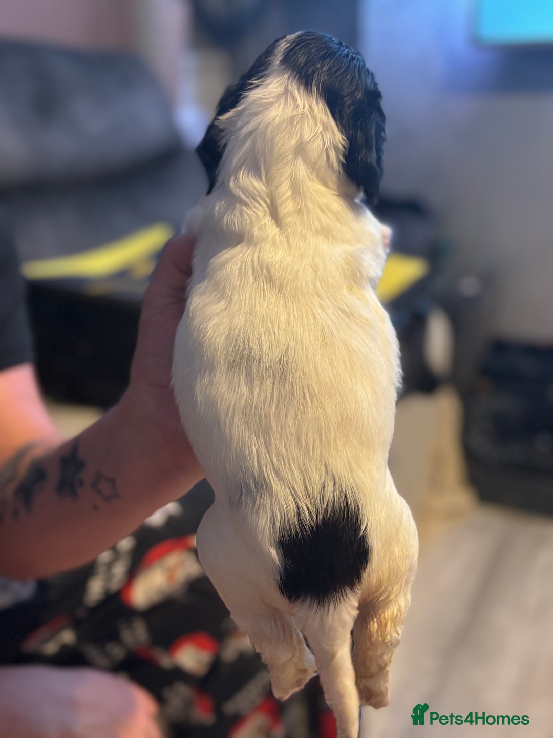 English Springer Spaniel dogs for sale: English Springer Spaniel Puppies  - Advert 13