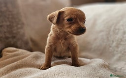Labrador Retriever dogs for sale: THE LAST KC FOX RED GIRL READY TO LEAVE NOW  - Image 4