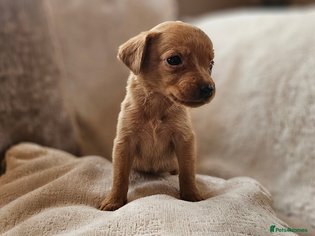 Labrador Retriever dogs for sale: THE LAST KC FOX RED GIRL READY TO LEAVE NOW  - Image 4