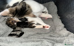 Mixed Breed cats for sale: Playful boys - Image 3