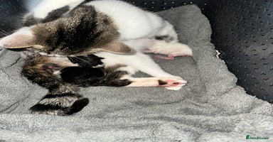 Mixed Breed cats - Advert 6