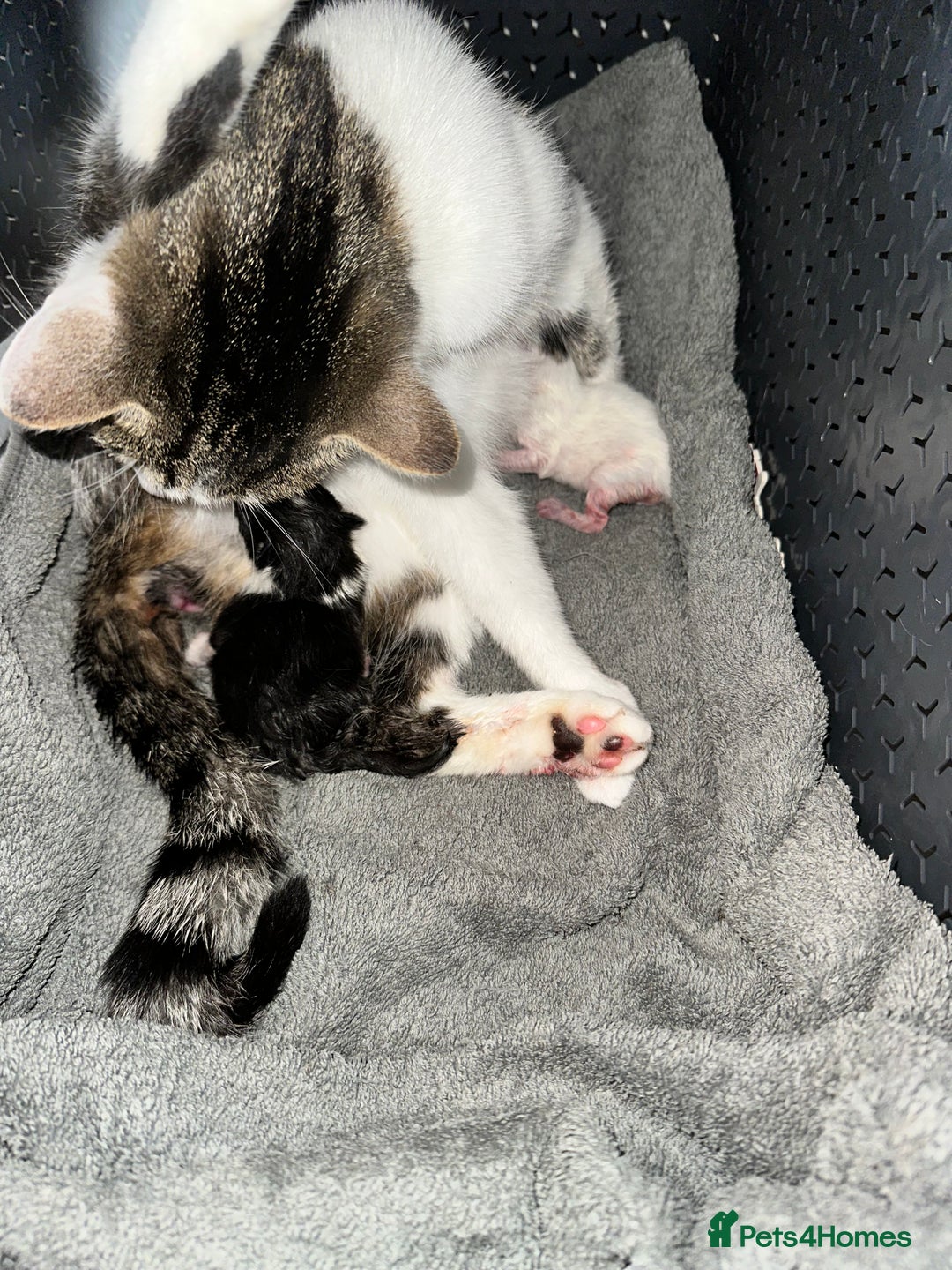 Mixed Breed cats for sale: Playful boys - Image 3