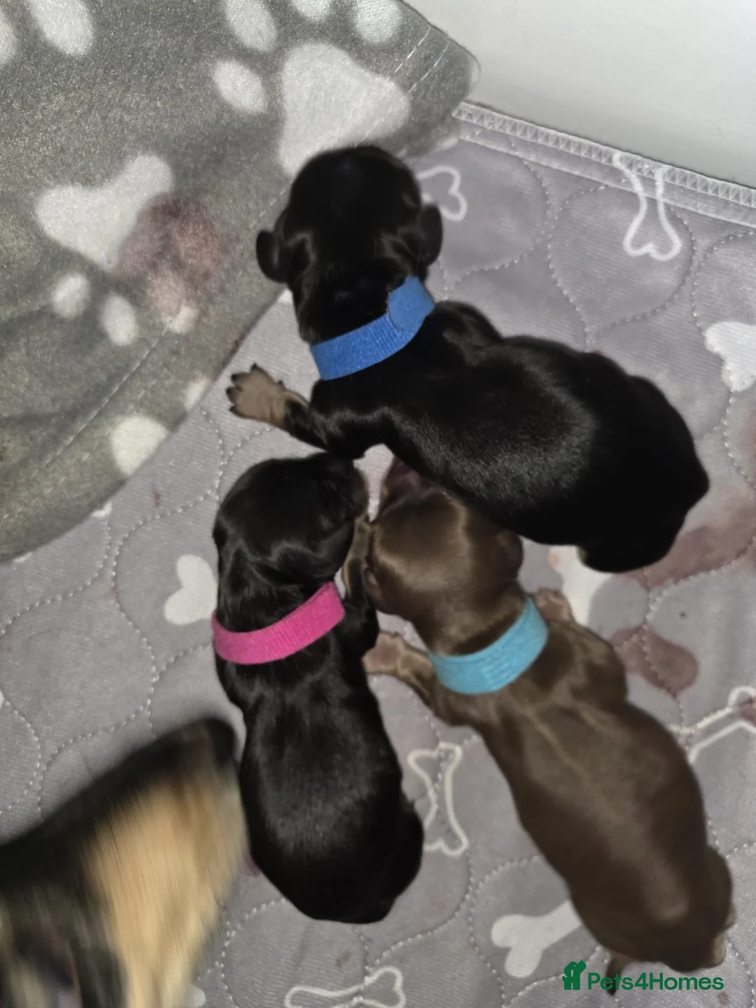 Miniature Dachshund dogs for stud: 🔥Proven KC Registered Miniature Dachshund Stud🔥  - Advert 2