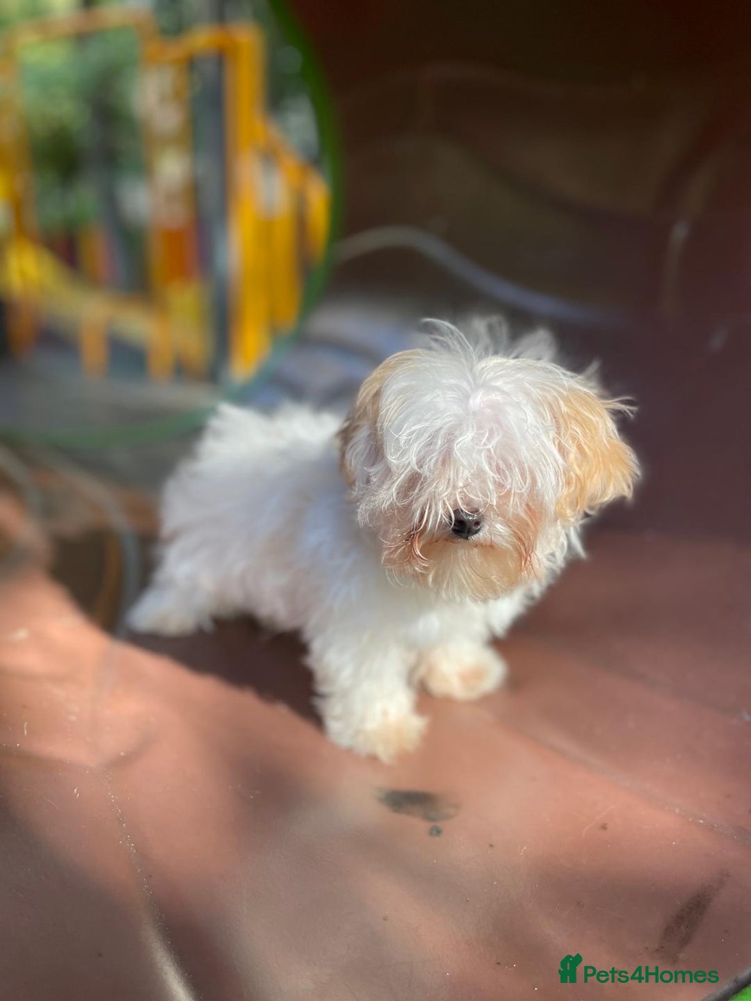 Maltipoo dogs for sale: Beautiful Korean Maltipoo Puppies–3 Girls &2 Boys  - Advert 8