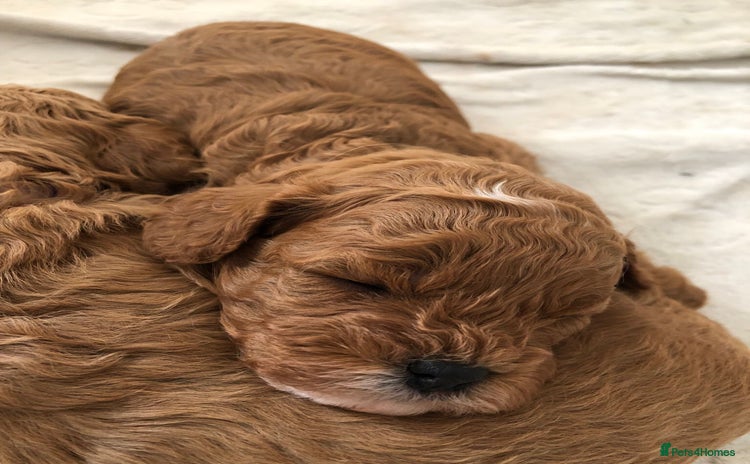 Cavapoo dogs - Advert 1