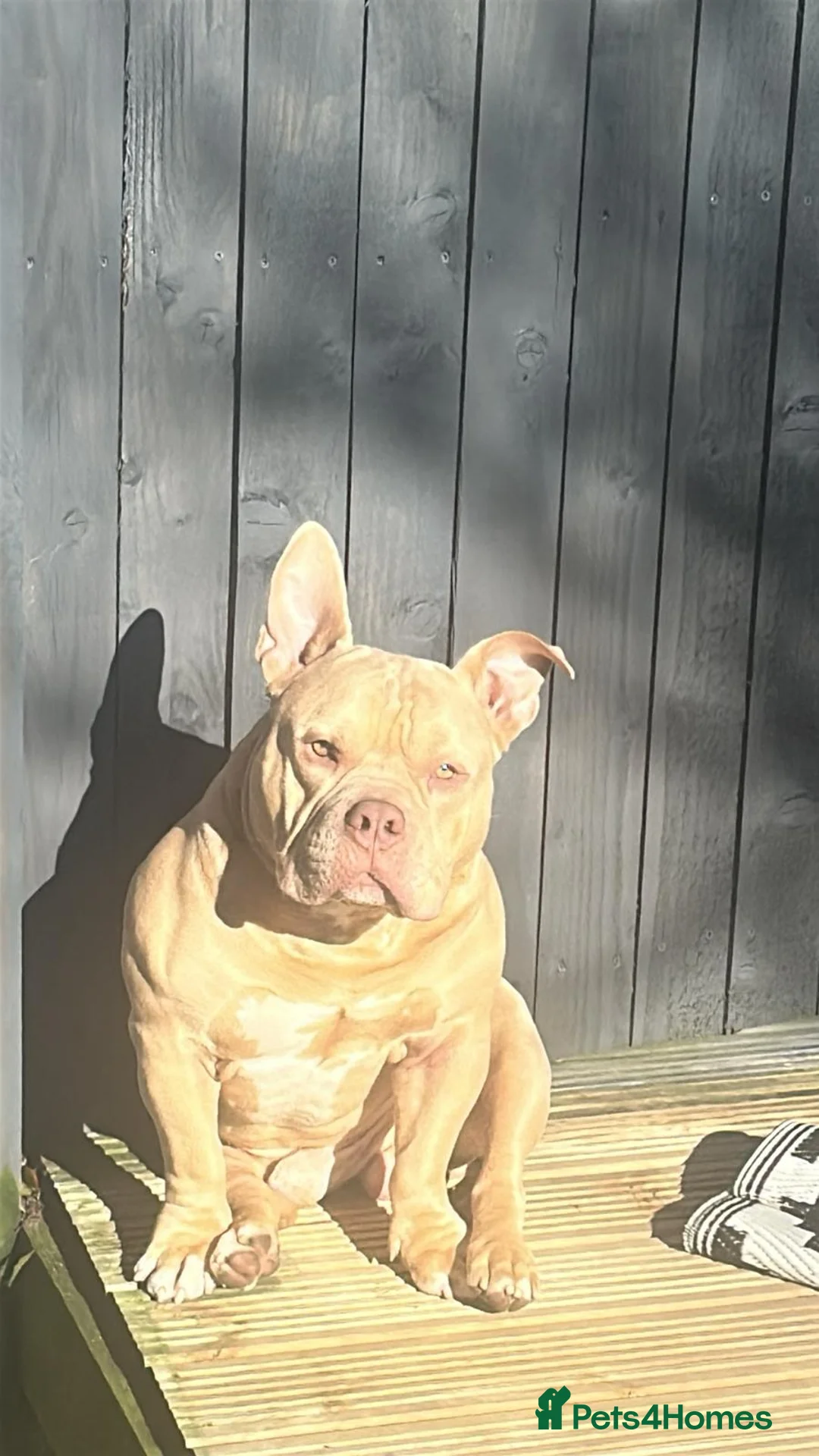 American Bully dogs for stud: 🏆 COWBOY BLOODLINE: THE ULTIMATE POCKET PRODUCER  - Advert 1