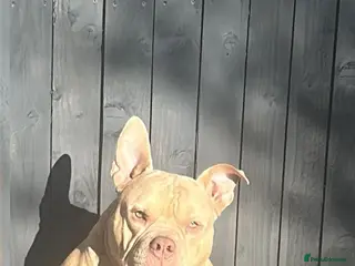 American Bully dogs 🏆 COWBOY BLOODLINE: THE ULTIMATE POCKET PRODUCER - Advert 15