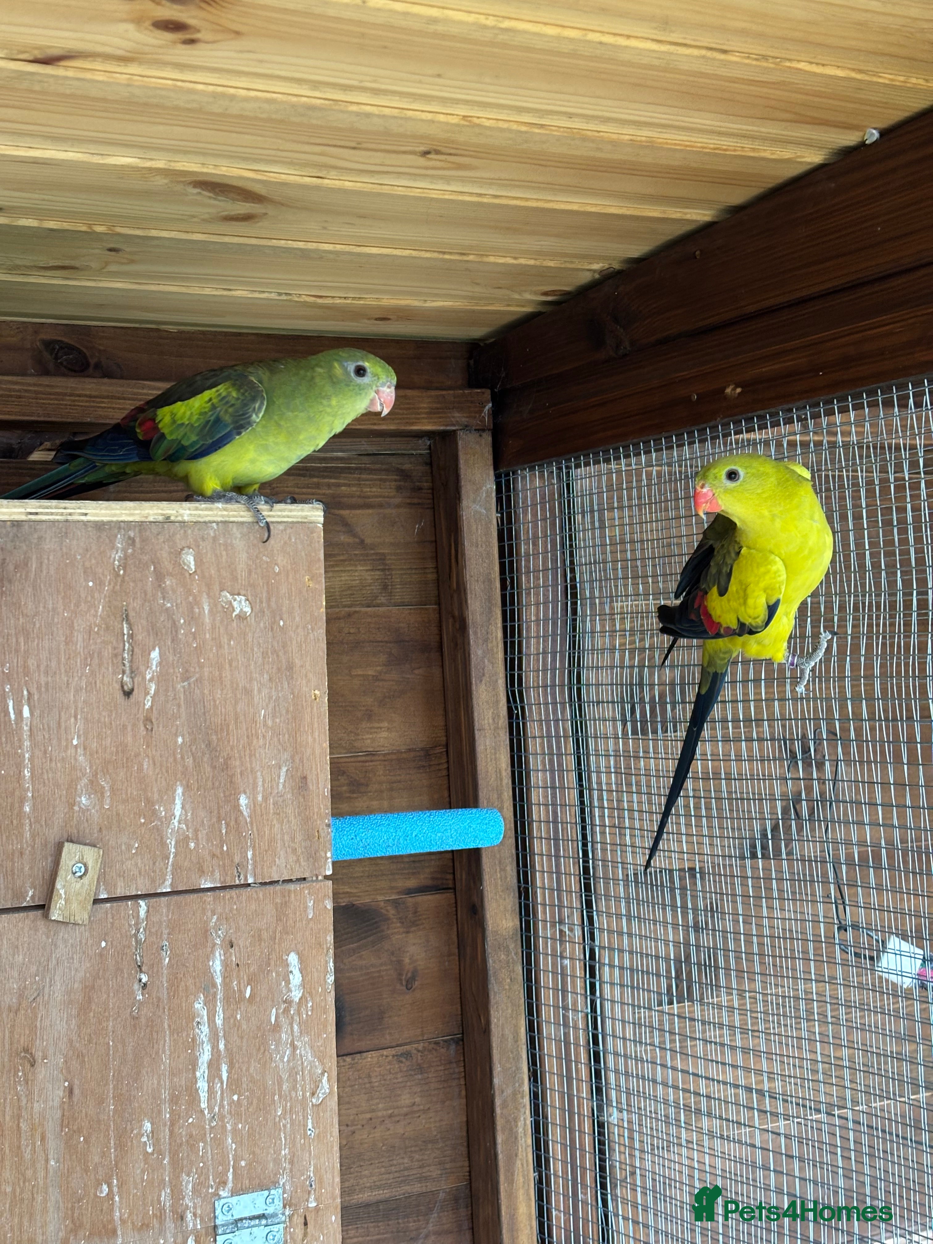 Parrots birds Rare opportunity Rock pebbles pair for sale - Advert 1