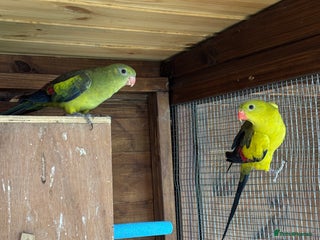 Parrots birds Rare opportunity Rock pebbles pair for sale - Advert 2