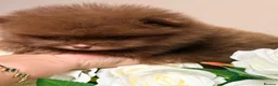 Pomeranian dogs for sale: 🧸 Exceptional Teddy Bear Boys  Rare Colours👑 - Advert 4