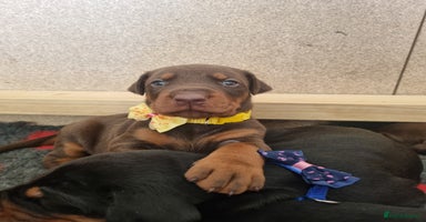 Dobermann dogs - Advert 2