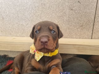 Dobermann dogs - Advert 6